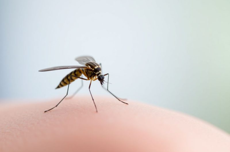 Moustiques : comment éviter les piqûres ?